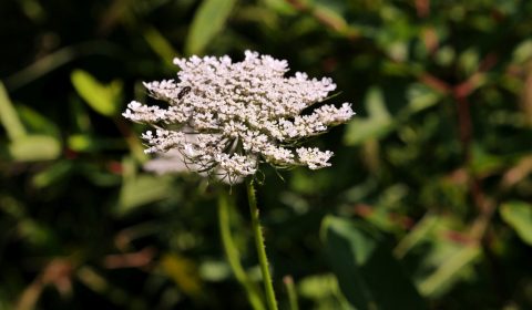 Queen Anne's Lace