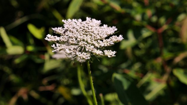 Queen Anne's Lace