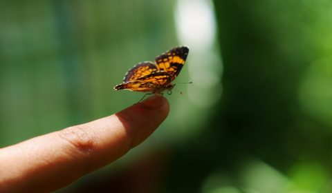 Butterfly on finger - Pearl Crescent