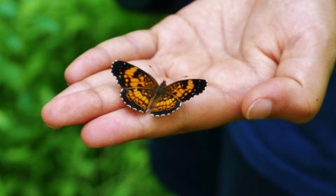 Butterfly in Hand - Pearl Crescent