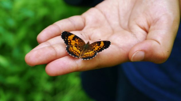 Butterfly in Hand - Pearl Crescent
