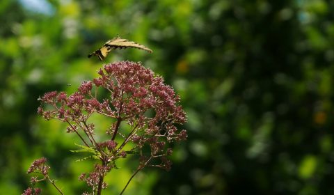 Eastern Tiger Swallowtail