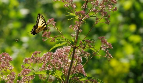 Eastern Tiger Swallowtail