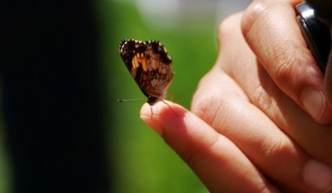 Examining Closely - Pearl Crescent