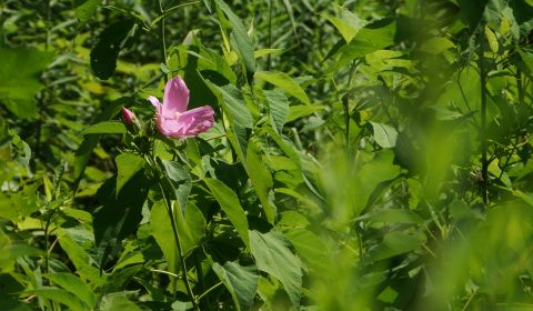 Swamp Mallow