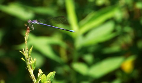 Bluet Dragonfly