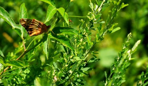 Variegated Fritillary
