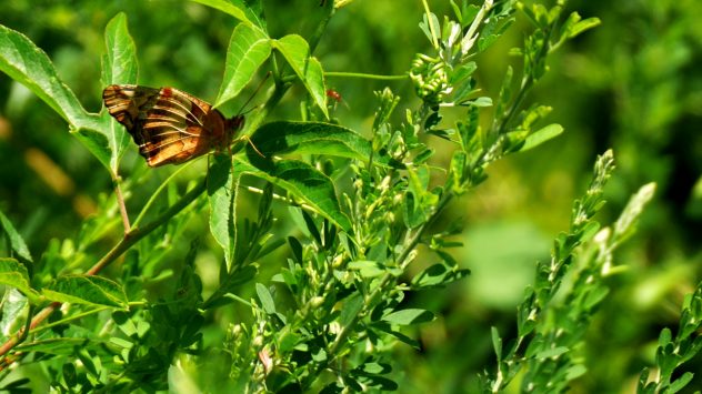 Variegated Fritillary