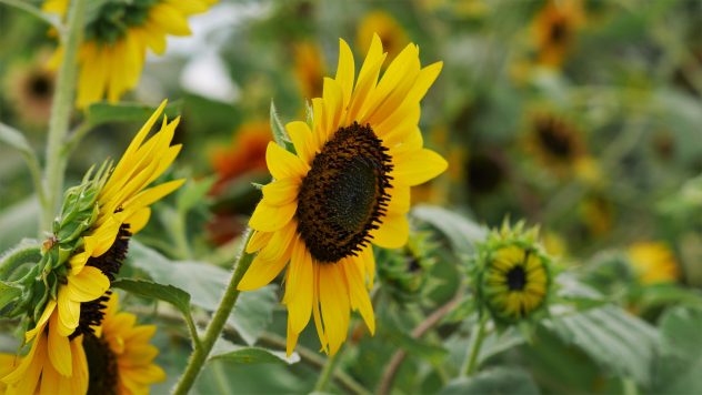 Sunflower
