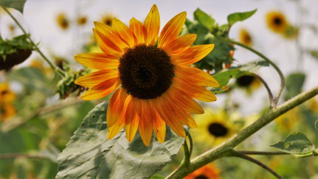 Sunflower