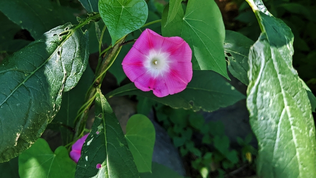 Wild Morning Glory