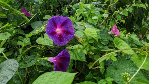 Wild Morning Glory