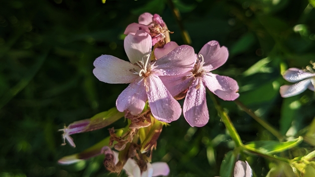Soapwort