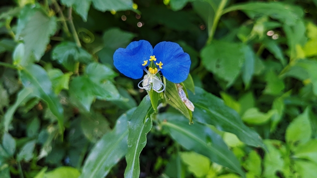 Virginia Dayflower