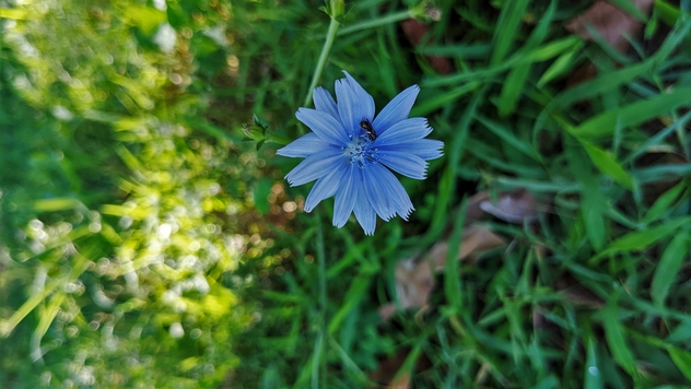Chicory