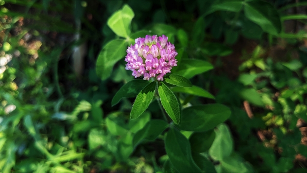 Red Clover