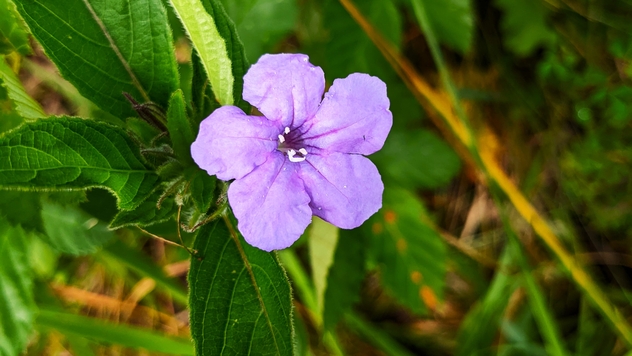 Wild Petunia