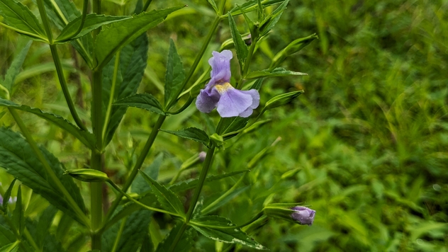 Monkeyflower
